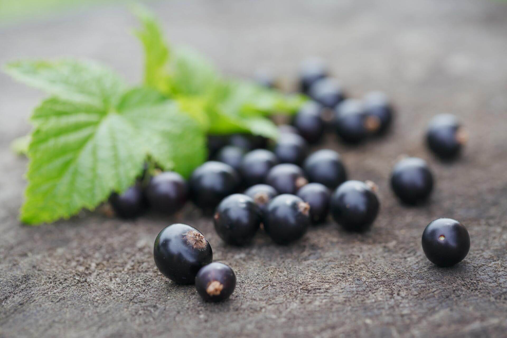 MEGA BS: blackcurrant